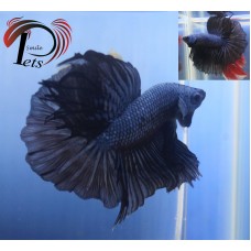 PDR 1785